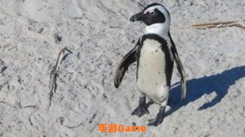 非洲有企鹅么