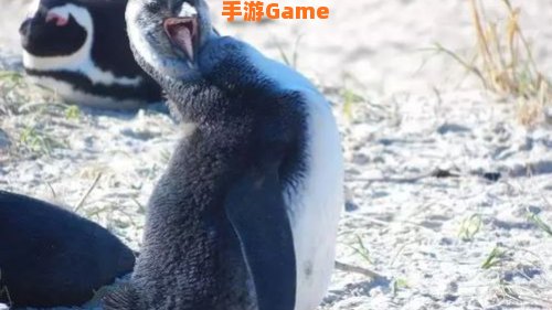 非洲有企鹅么