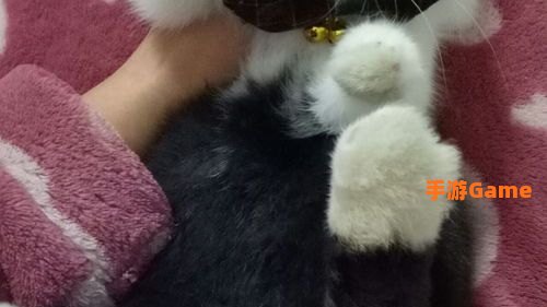 兔区是什么意思